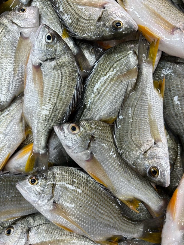 湛江新鲜黄脚立 黄翅鱼 一斤5条 帮杀损耗15到20左右