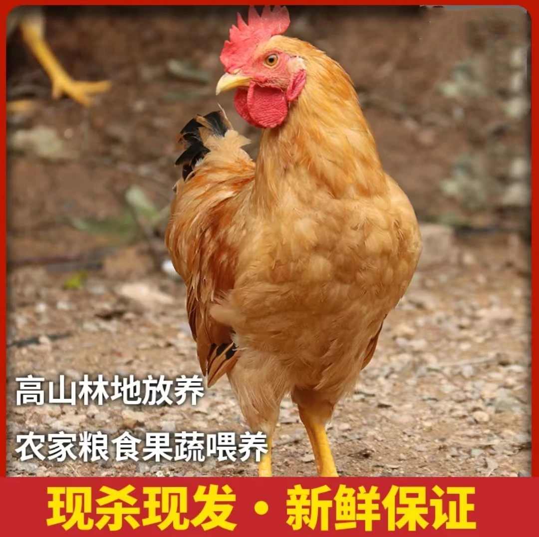 【2只童子鸡】农家散养公鸡跑山鸡溜达鸡现杀新鲜土鸡顺丰包邮