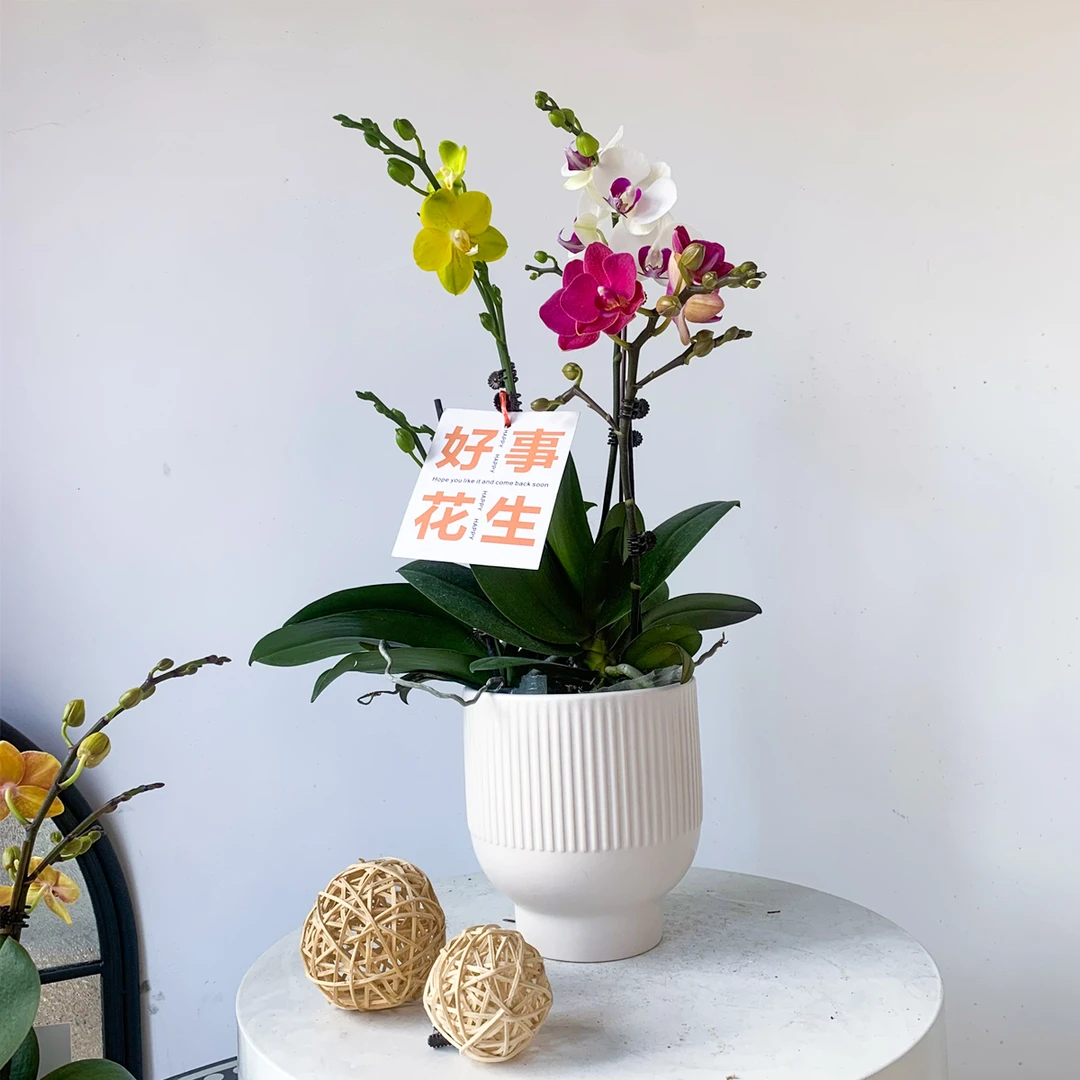 【雪玉+满堂红+蜜蜡】艺术组盆蝴蝶兰 轻奢高级室内礼品花