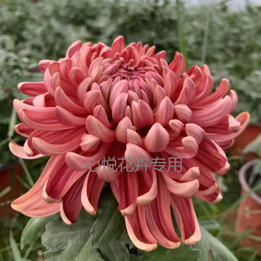 【国华兼六红】多本菊 （无花苞）阳台庭院室内室外盆栽绿植