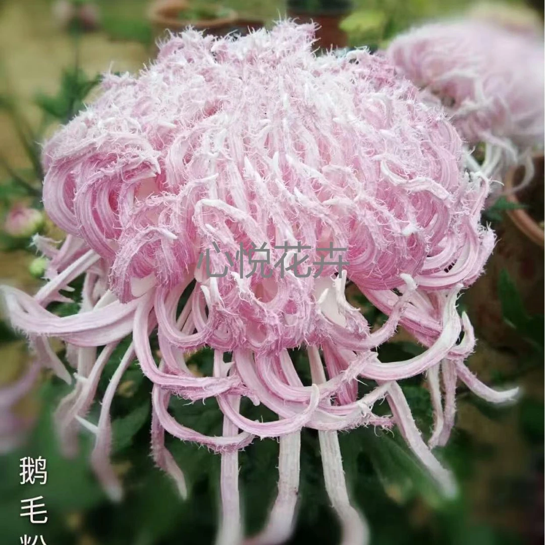 【鹅毛粉黛】秋菊 包对版 花园阳台庭院 耐寒耐热室内室外易养护