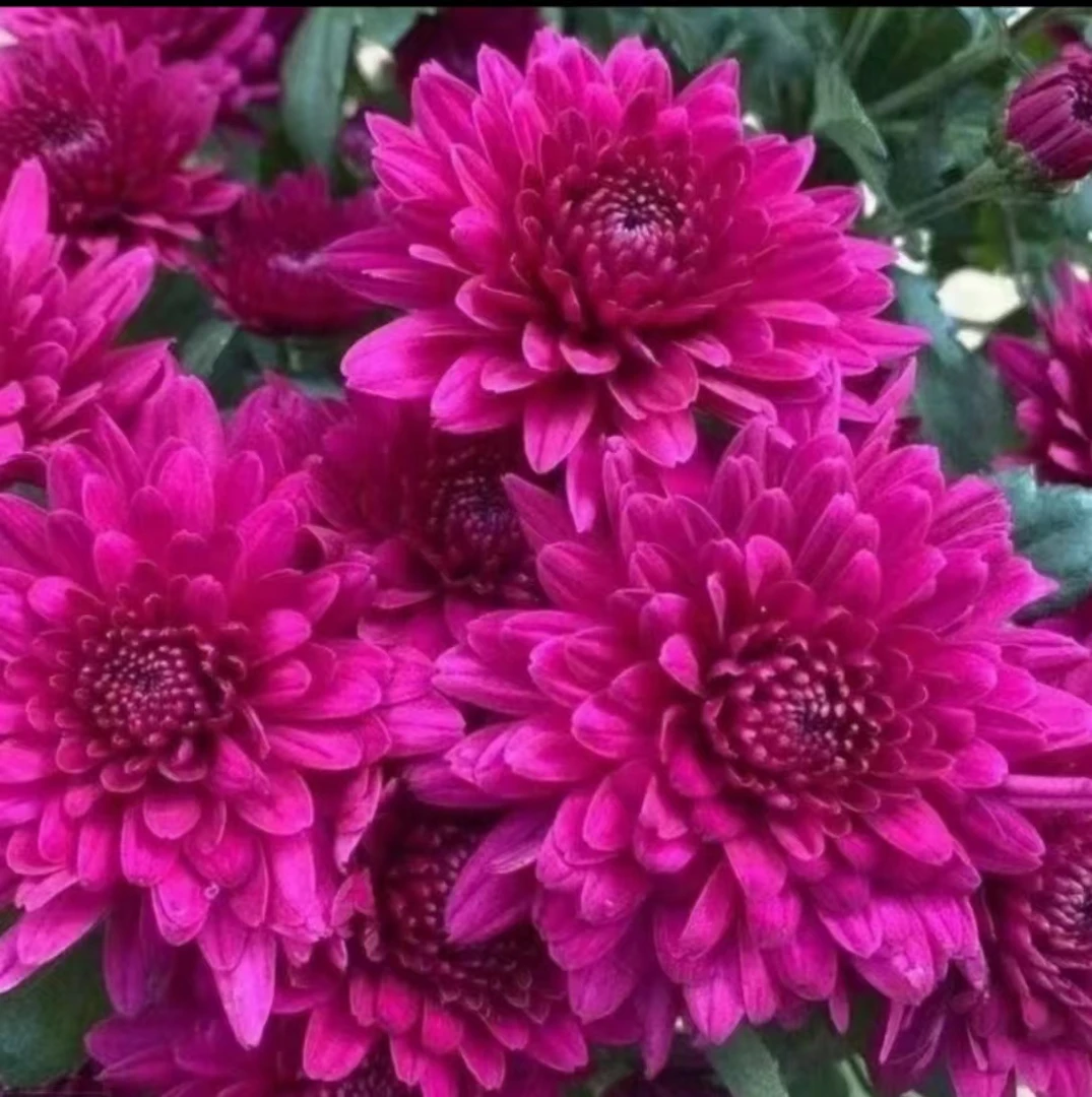 【大叶红钟】秋菊 耐寒耐热好养 多季开花 新手易养护盆栽阳台