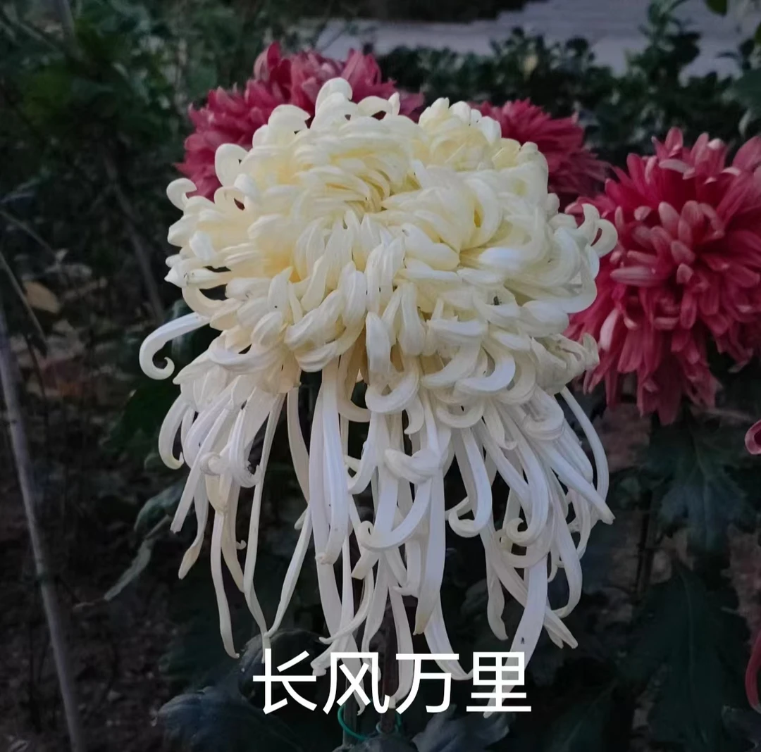【长风·万里】秋菊 （带花苞原盆发货）花园阳台庭院 易养护