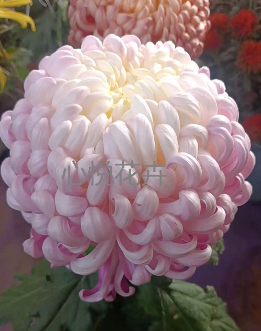 【国华·圣者】秋菊 （带花苞原盆发货） 阳台庭院花园 易养护菊花