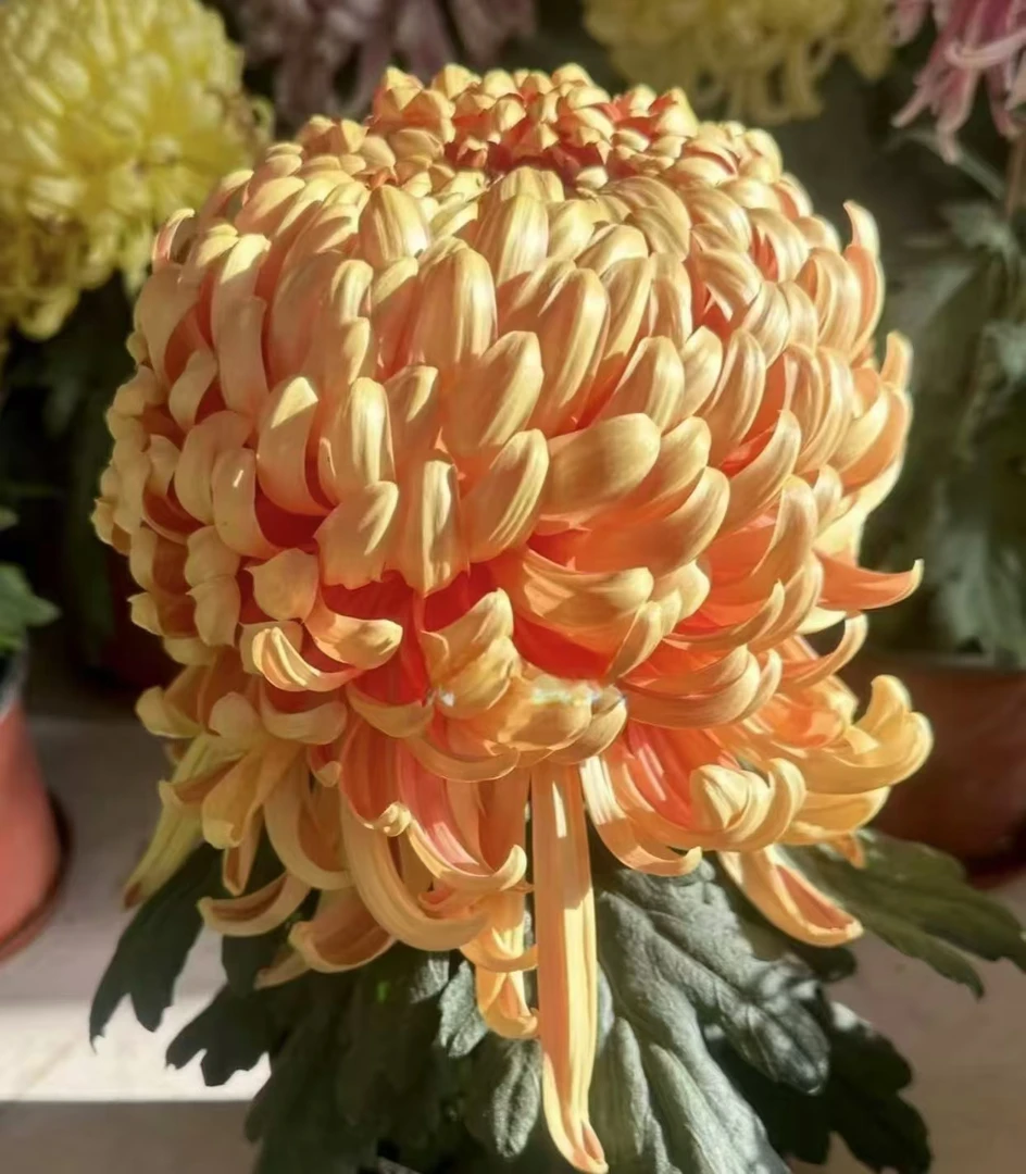 【青山·古刹】秋菊 阳台庭院花园 盆栽地栽移栽 耐寒耐热易养护新品