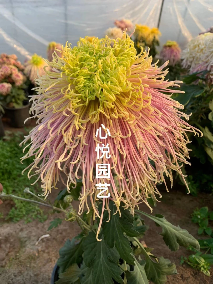 【山海·深潭】独本菊 （带花苞原盆发货）花园阳台 菊花盆栽