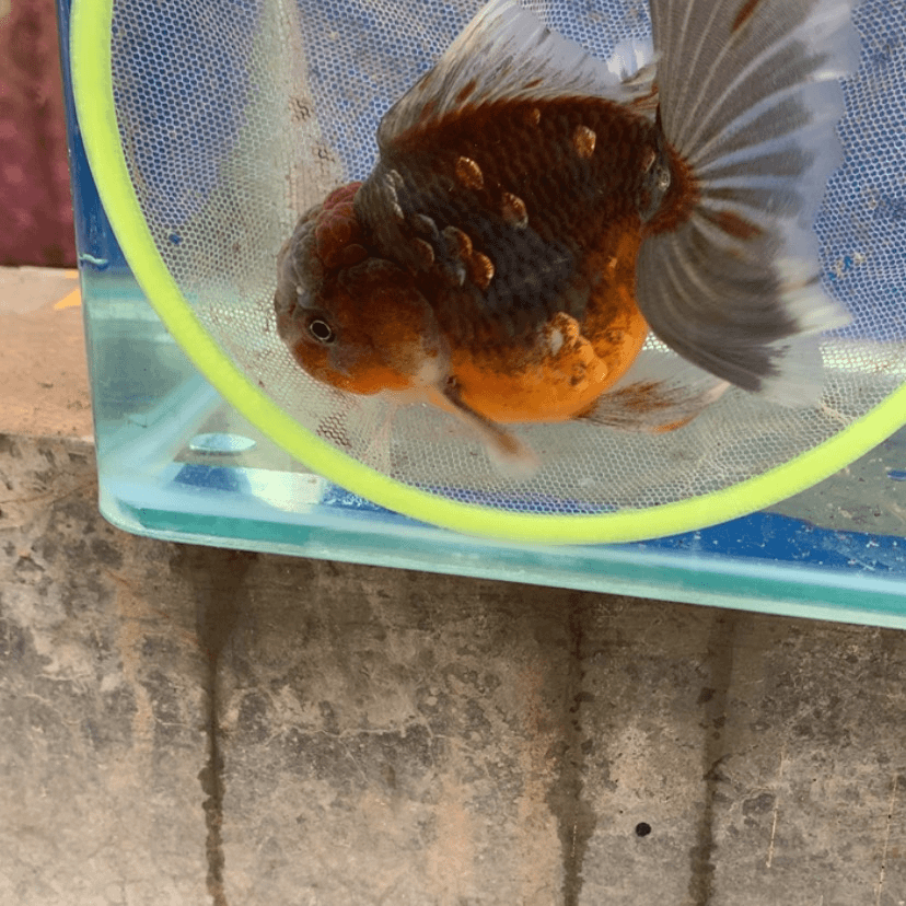 【闪购商品】金鱼金鱼类不分公母13