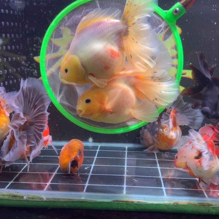 【闪购商品】金鱼淡水不分公母14