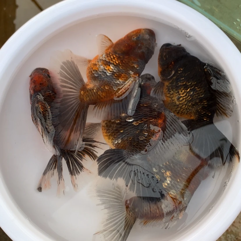 【闪购商品】金鱼淡水不分公母13