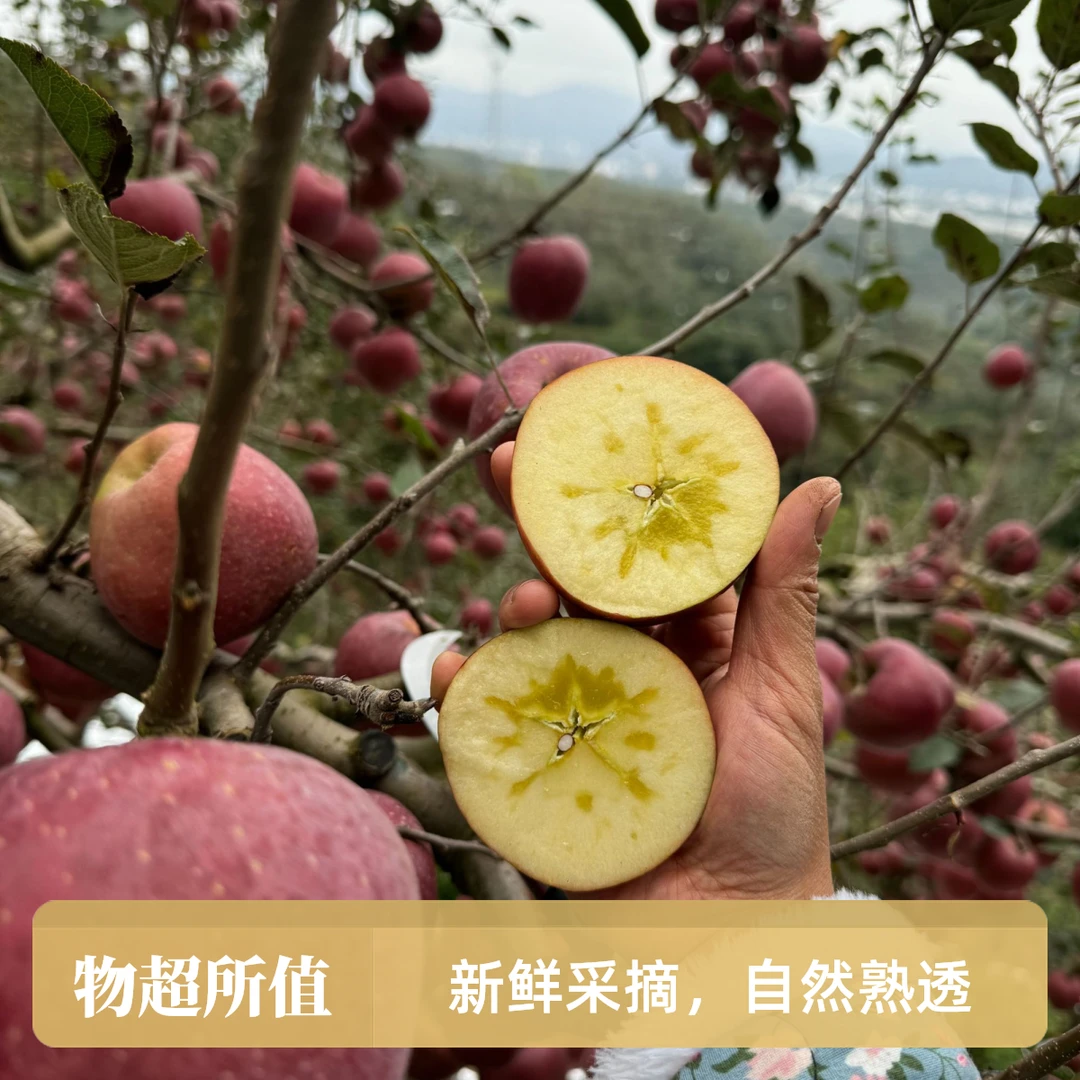 正宗云南昭通冰糖心丑苹果2024新鲜丑苹果现摘脆甜多汁2斤/5斤9斤