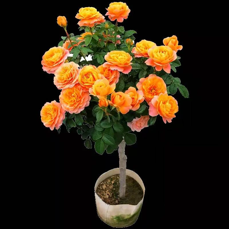 果汁阳台月季棒棒糖，开花机器原盆原土发货带花苞不修剪美观橙色