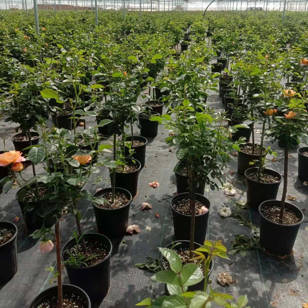 高杆棒棒糖，单色，双色，三色。打木架，发货高度一米三到一米五