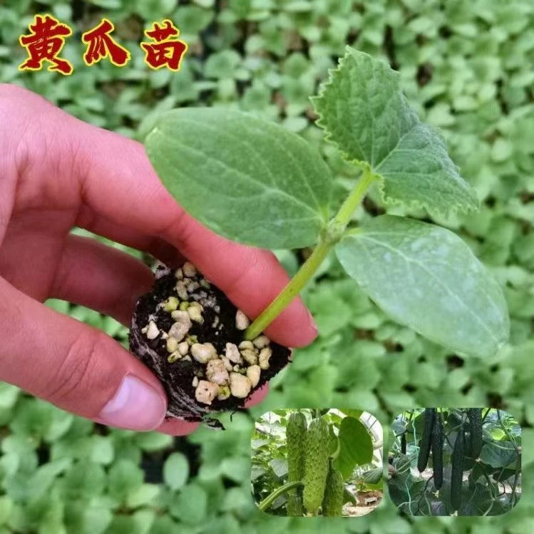 黄瓜秧苗四季A级阳台庭院种植强雌黄瓜精研黄瓜苗黄瓜高产易种植