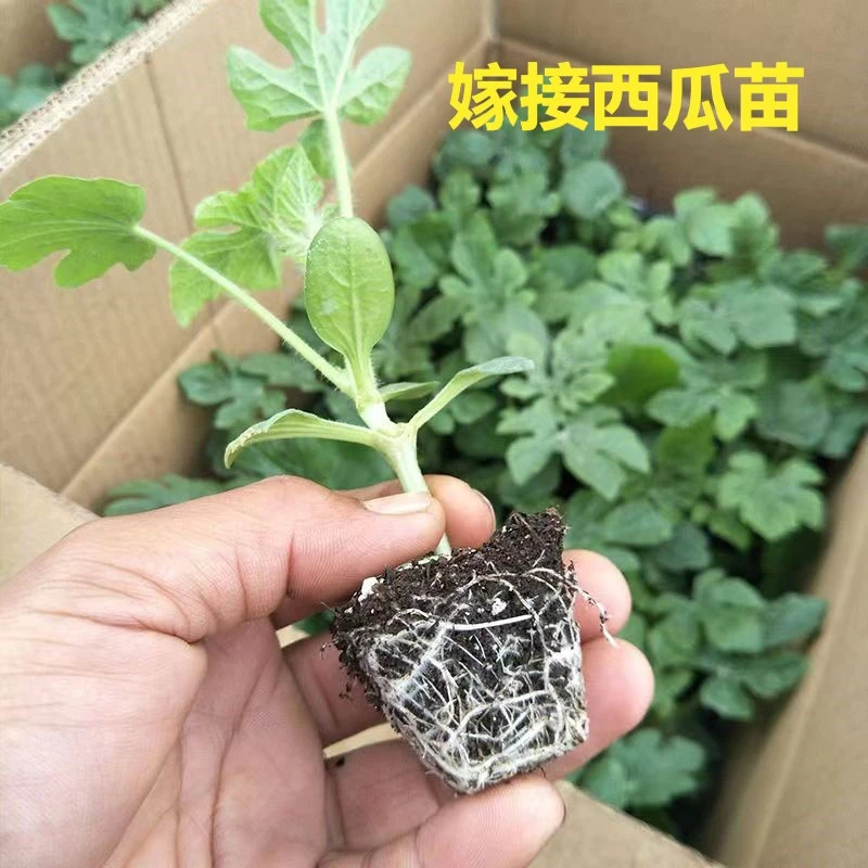 超甜8424西瓜苗秧苗特大冰糖麒麟西瓜懒汉西瓜壮苗阳台西瓜苗