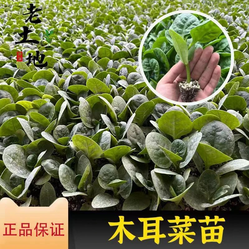 大叶木耳菜秧苗高钙肉厚夏天耐高温四季室外阳台盆栽地栽基地直发