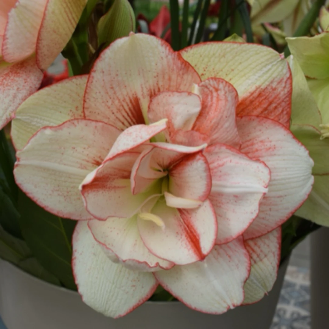 【伊莲娜～新品】非传统伊莲娜 荷兰朱顶红种球苗瓣化不稳定颜色不稳