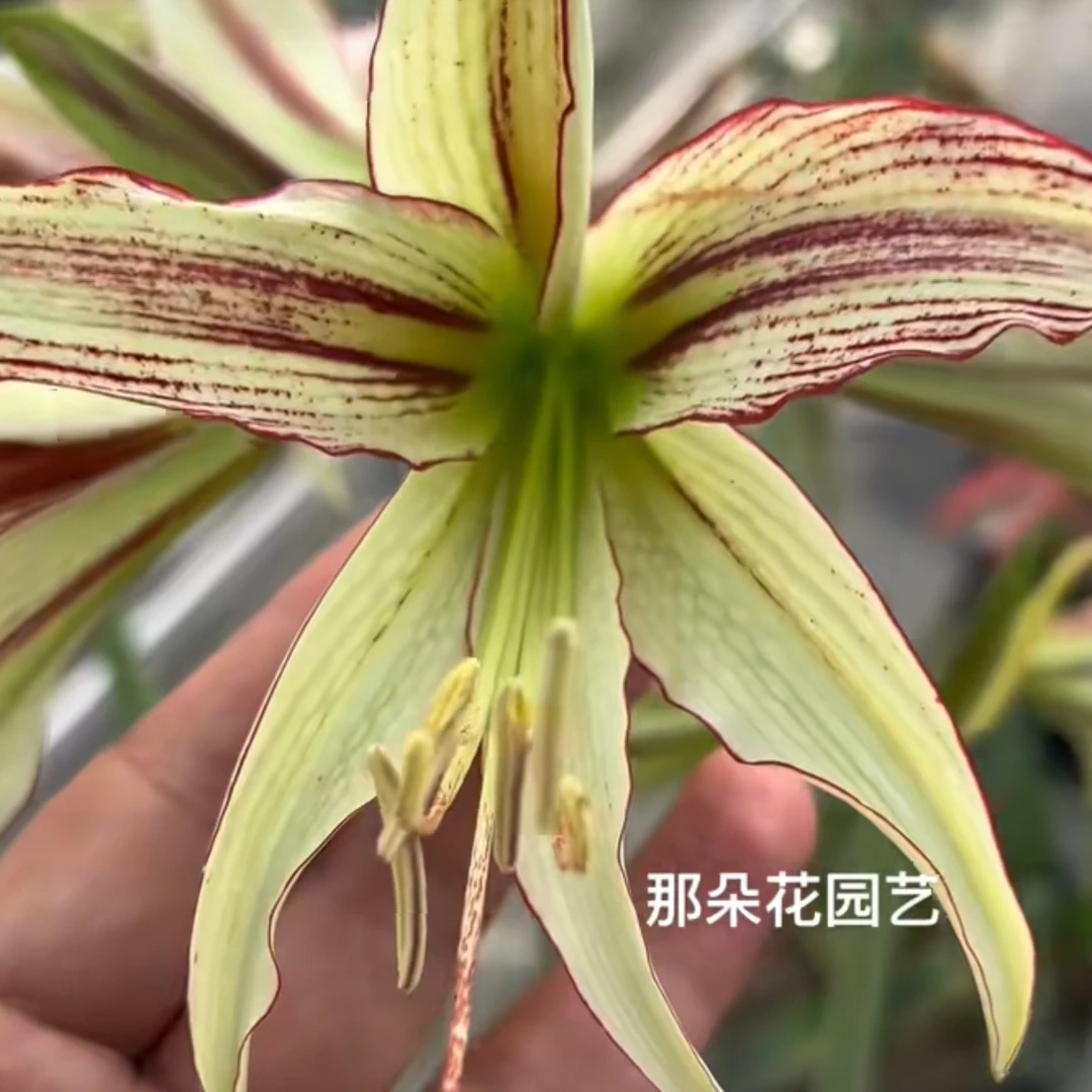 【翡翠～单瓣】荷兰朱顶红种球