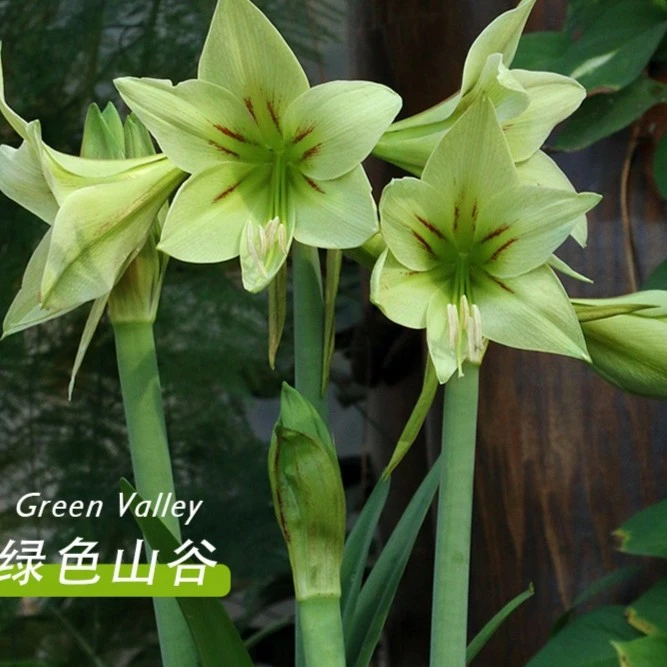 【绿色山谷～单瓣】球比较丑的品种 荷兰朱顶红种球