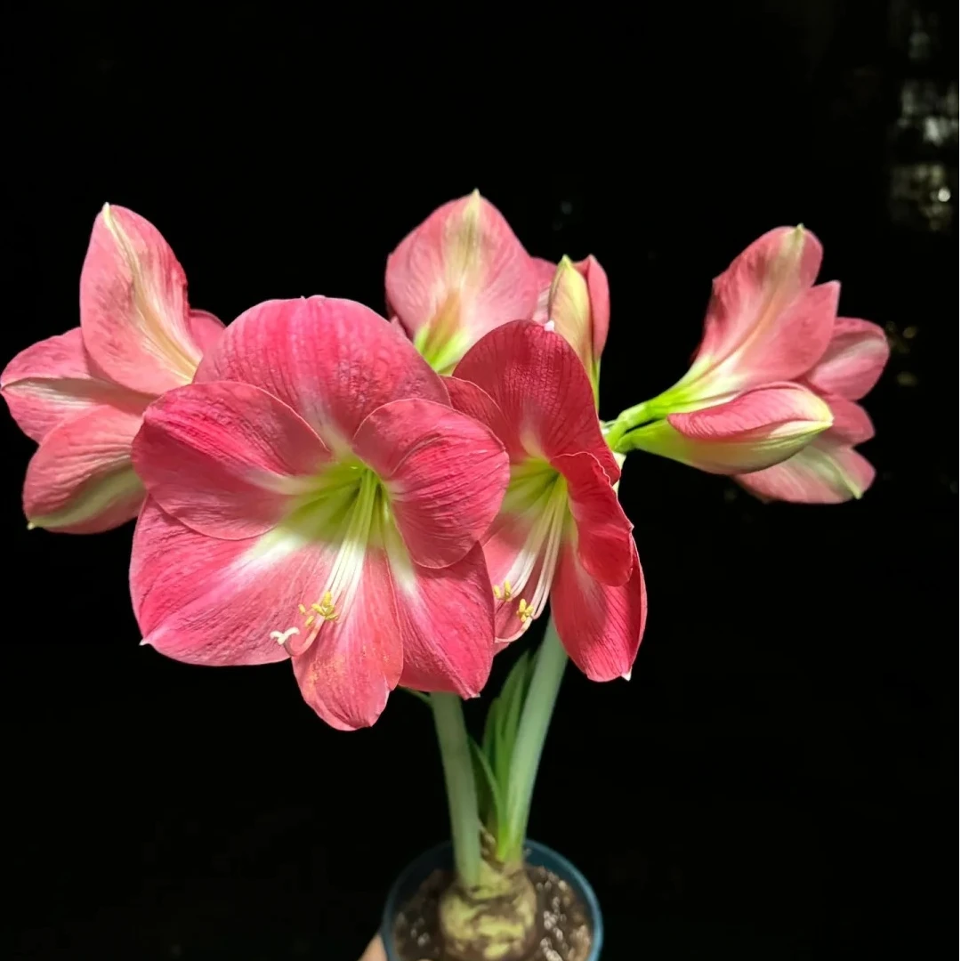 【好望角～单瓣】秘鲁朱顶红