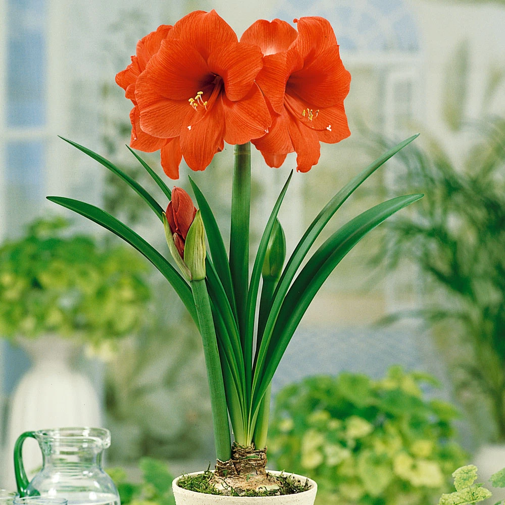 【福利_橙色赛维～单瓣】荷兰朱顶红种种球