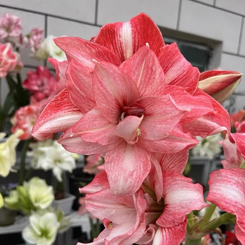 【天秤座～重瓣】荷兰进口朱顶红种球