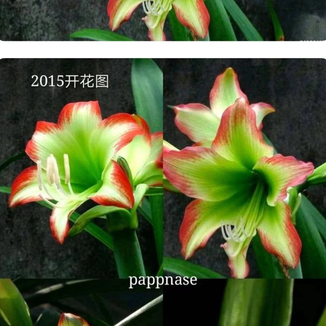 【海韵～单瓣】朱顶红种球苗
