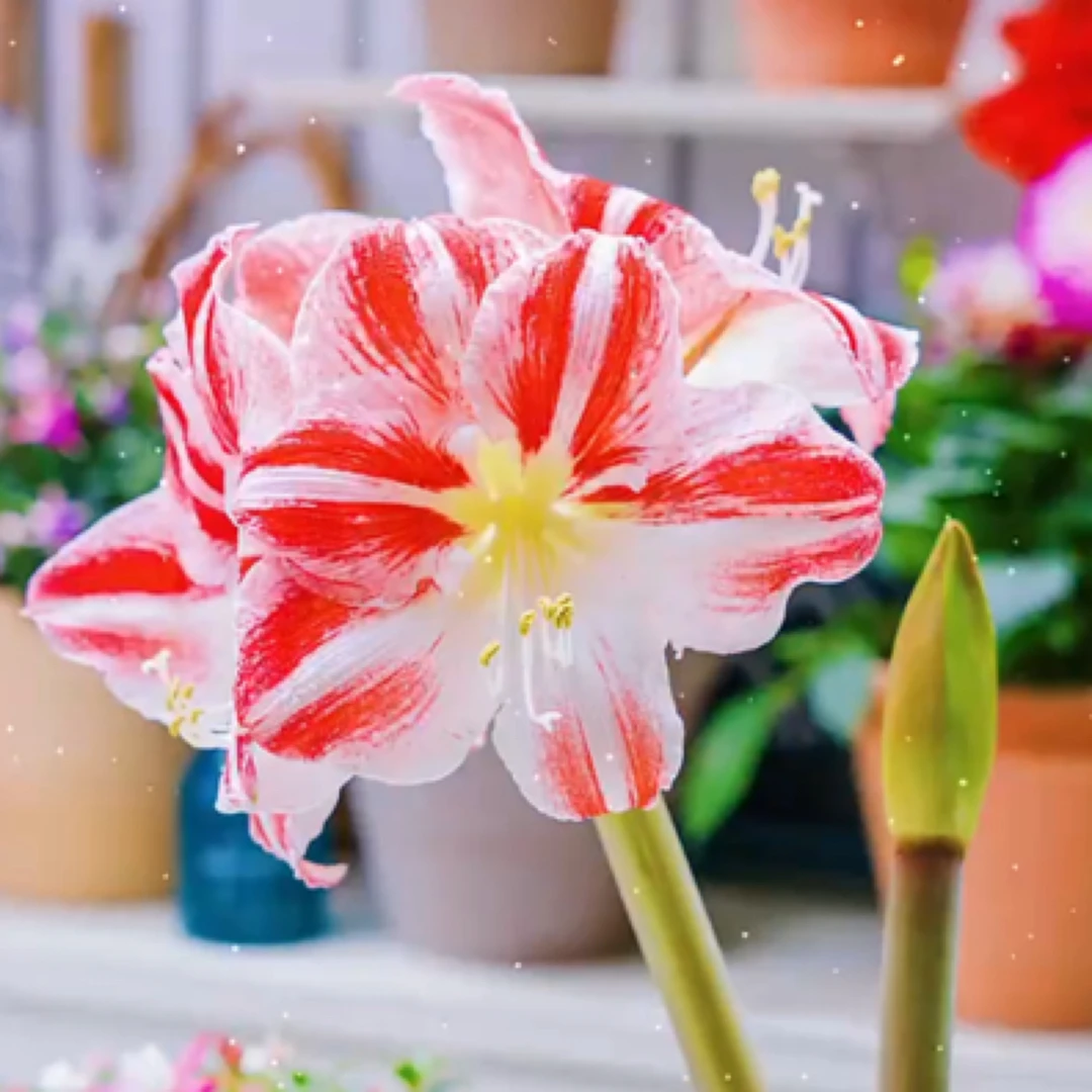 【小丑～单瓣】荷兰朱顶红种球苗