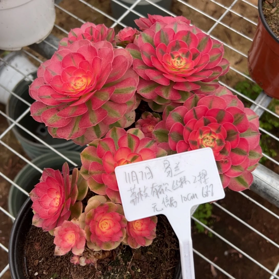 易*荔枝有砍小丛林二棵10cm无售后