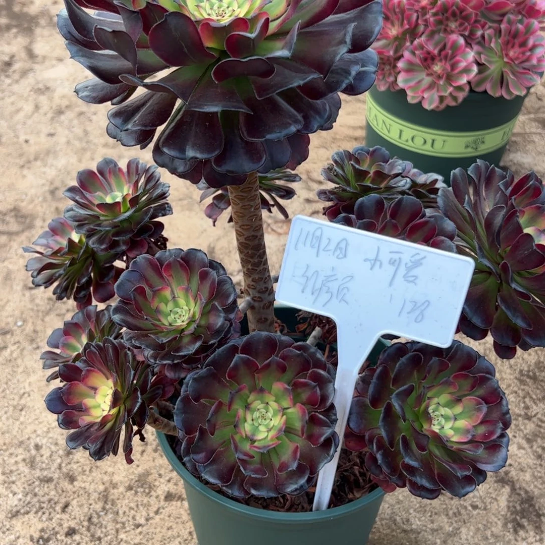 我****爱红颜大老桩