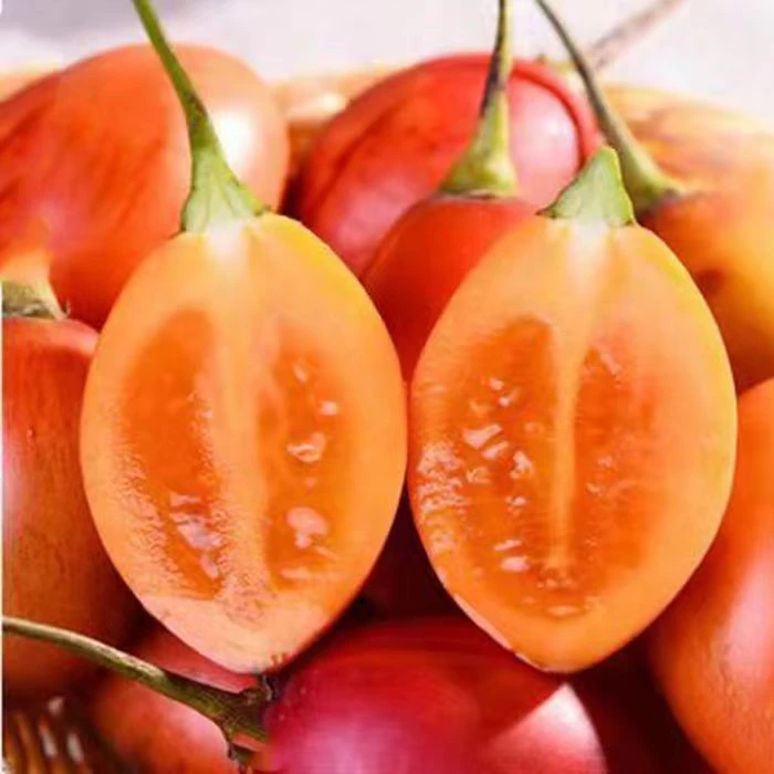 现货现发番茄水果新鲜洋酸茄树番茄云南特产大树番茄食用