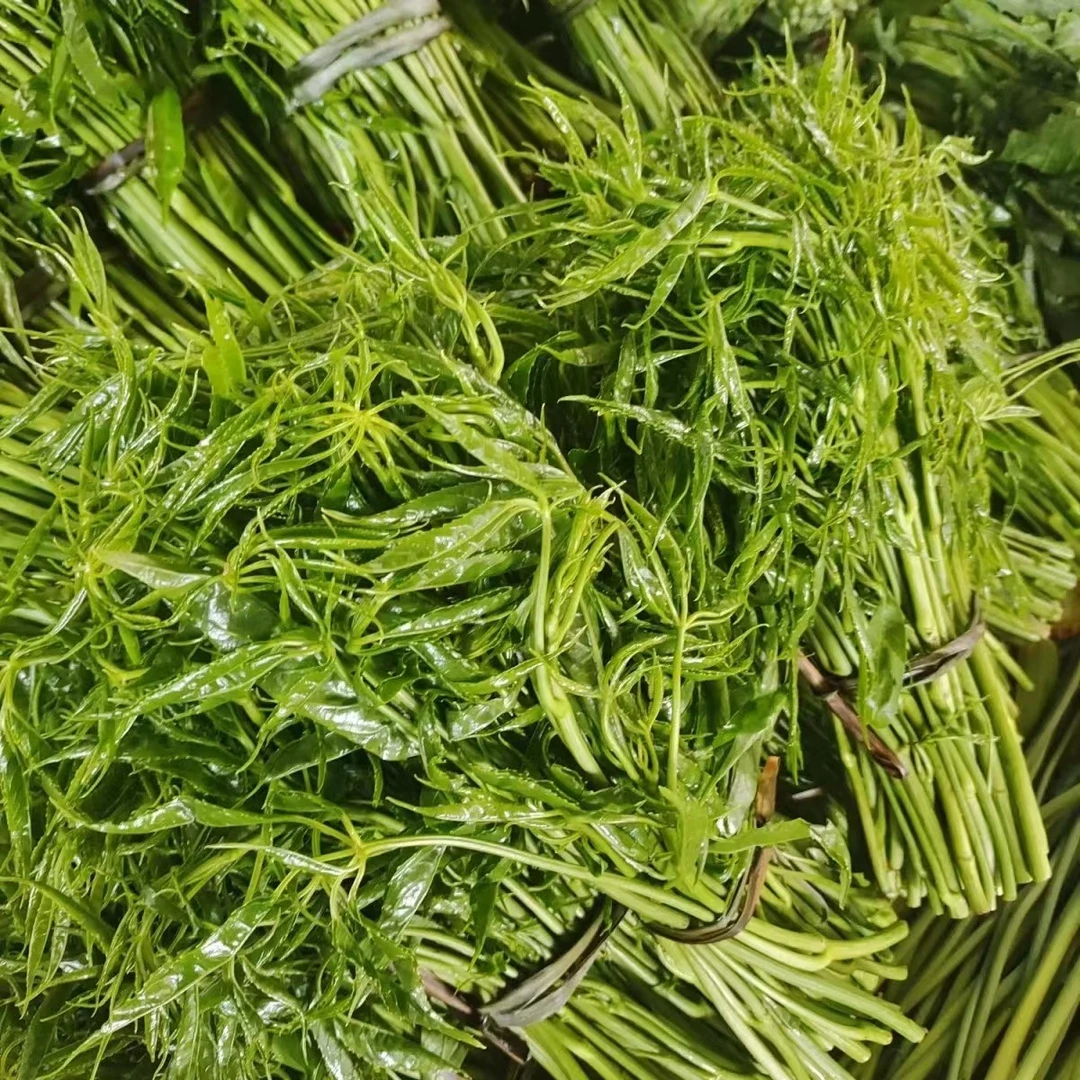 云南新款芦蒿新鲜蔬菜刷把镰菜特有菜火锅食材凉拌涮菜野菜500克