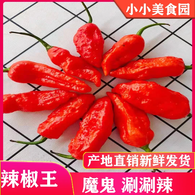 云南德宏涮涮辣新鲜魔鬼辣变态辣象鼻辣特产大象辣特辣超辣特辣王