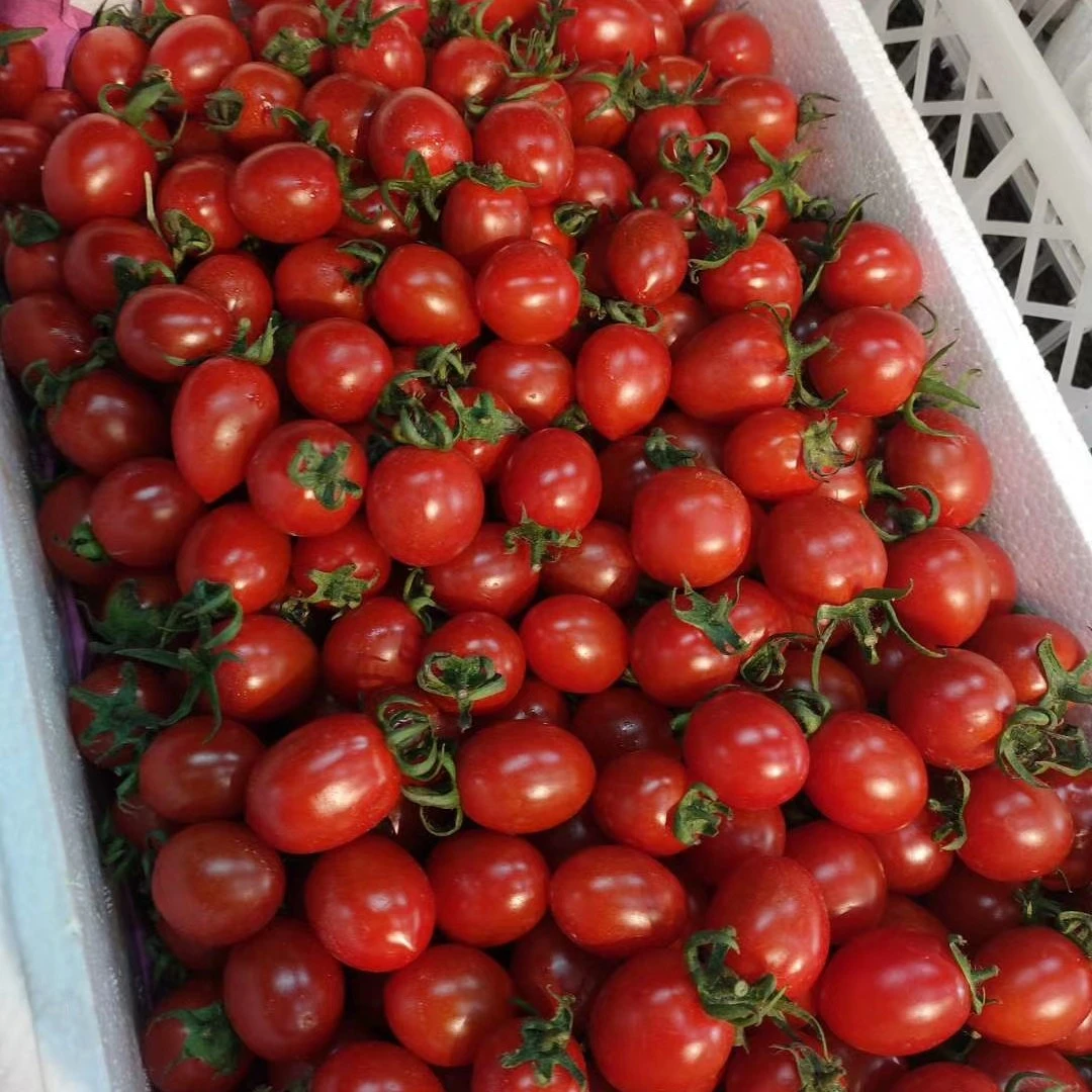 （配送到家）玲珑番茄小番茄1斤番茄同城配