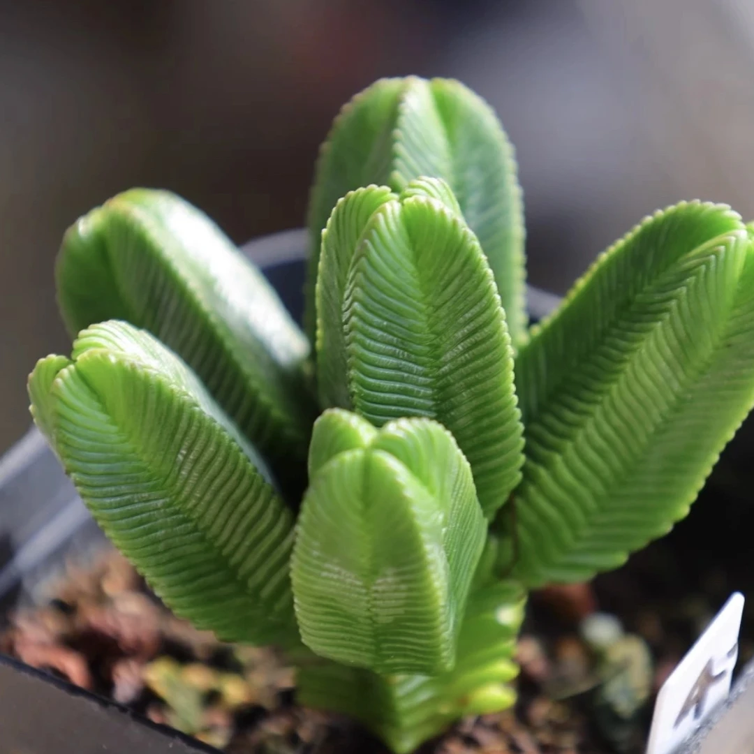 《满18元包.邮》达摩绿塔群裸根一颗