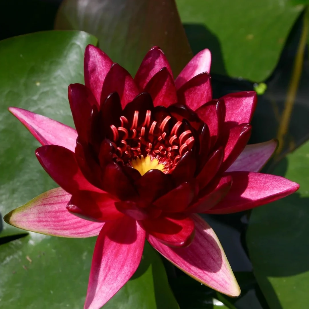 黑公主耐寒睡莲盆栽水生花卉大型大苗水培庭院盆栽种苗阳台花卉