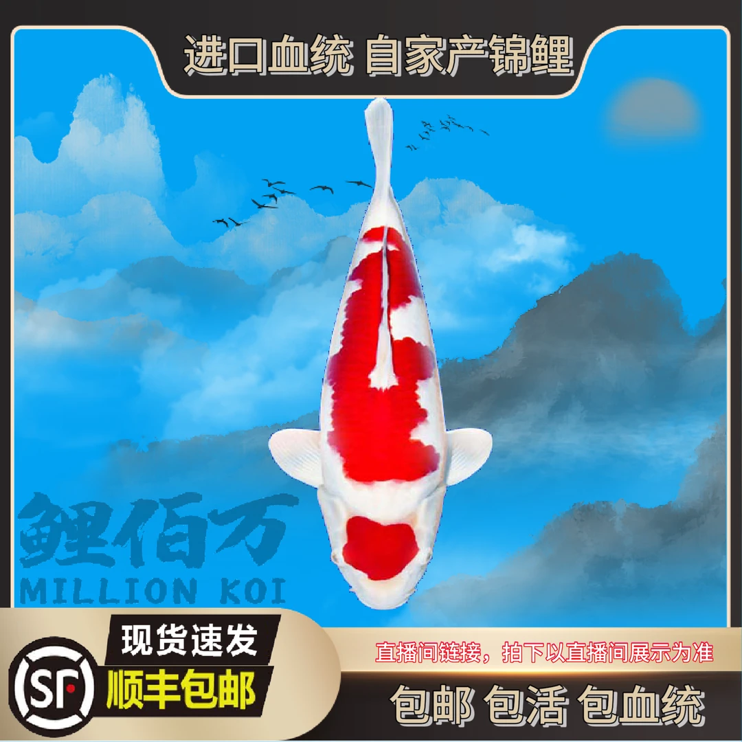鲤佰万 血统 精品锦鲤 1尾