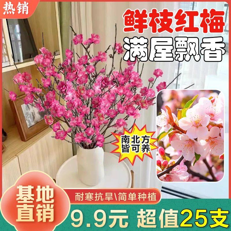 【9.9元25枝】水培鲜枝红梅耐寒好养活插水养鲜花阳台卧室水培花卉