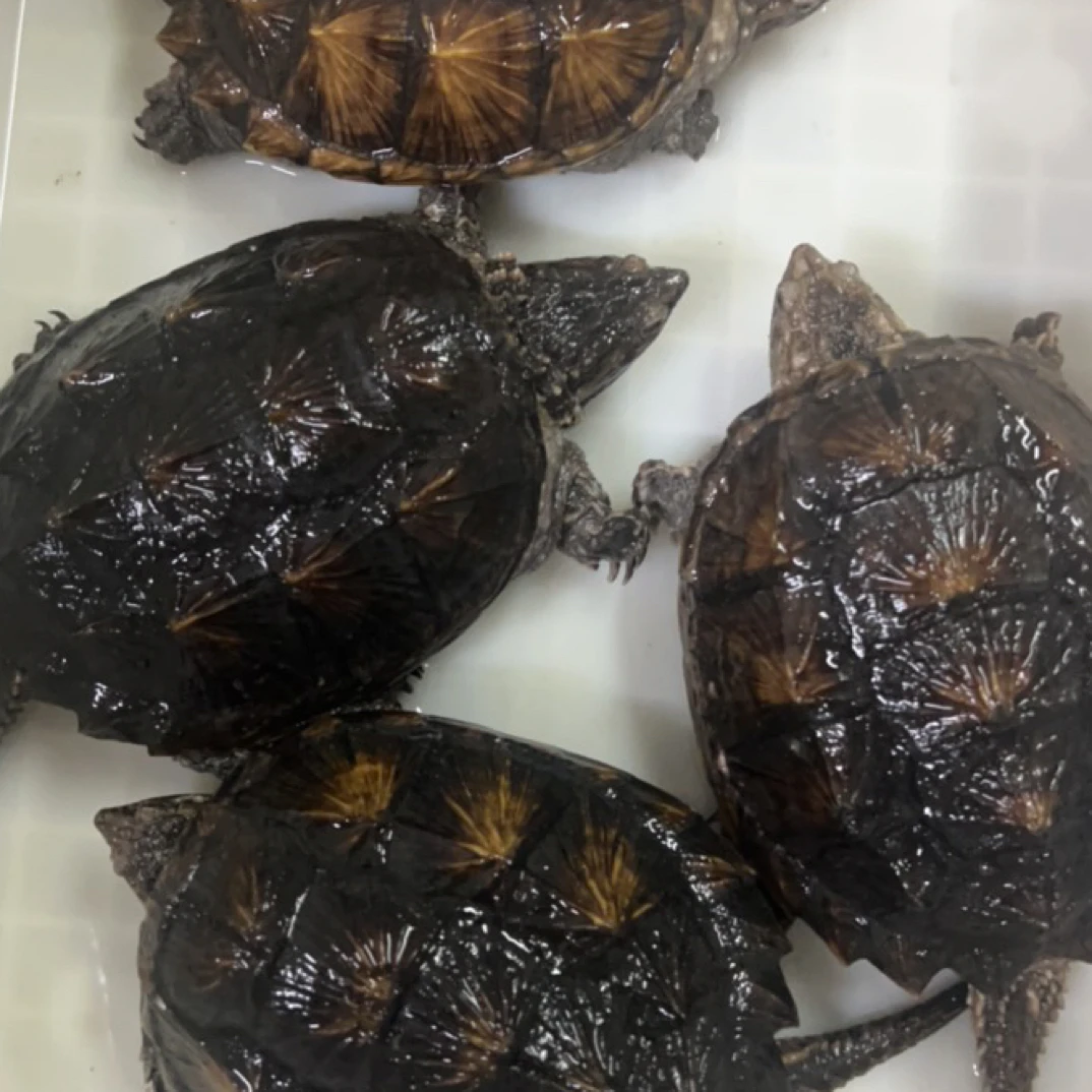 北美鳄佛龟，外塘鳄佛龟