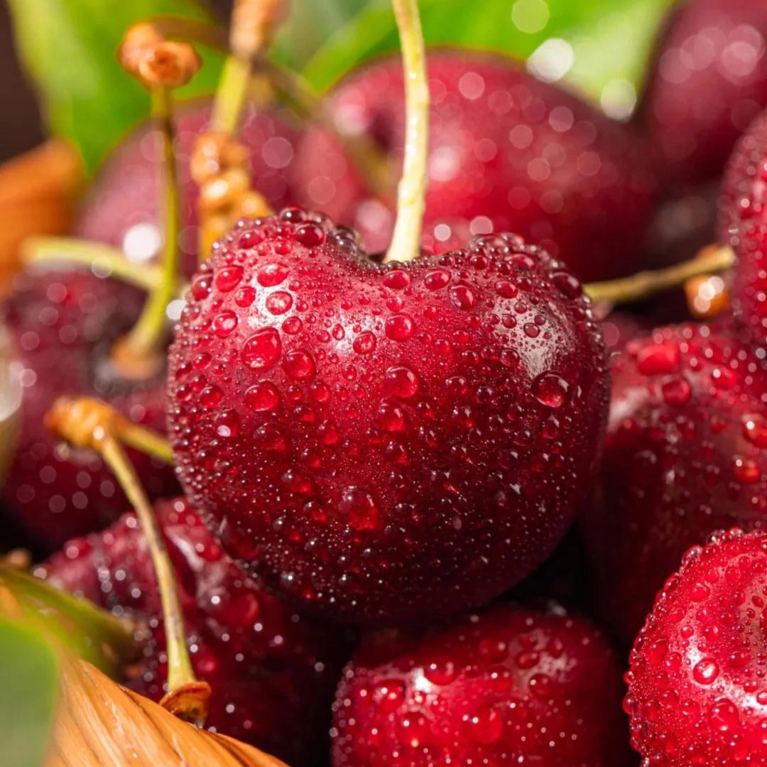 桑提娜车厘子J-4J新鲜水果现摘2斤规格 当季新鲜水果当季HWJ