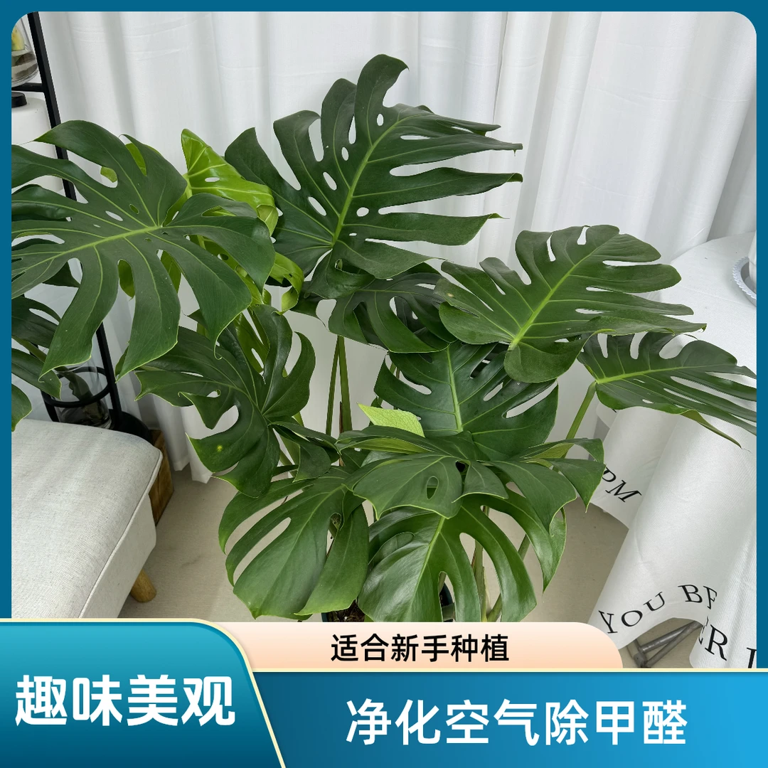 老桩大型龟背竹一物一拍大开背开孔净化空气除甲醛新手网红绿植