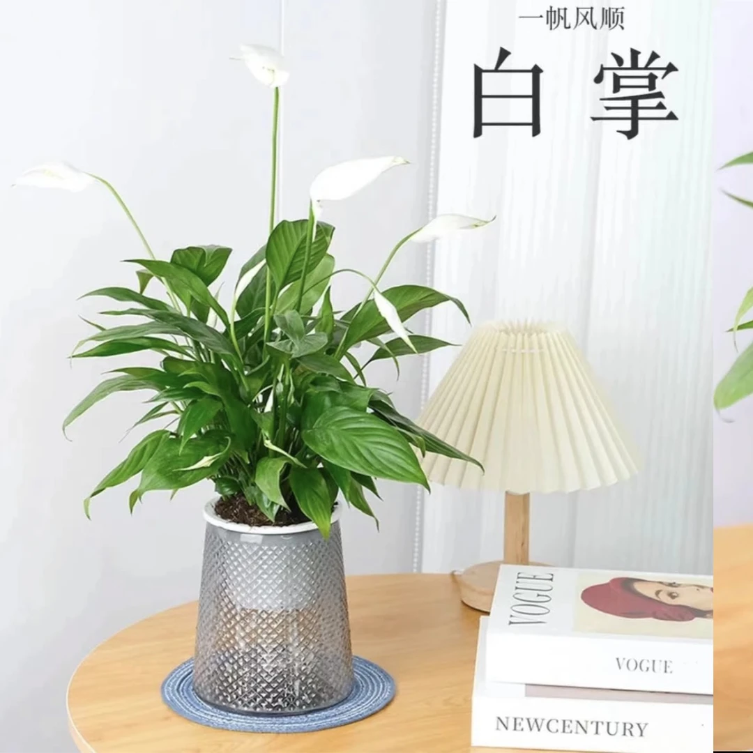 白掌一帆风顺水培植物懒人盆栽四季开花常青绿植