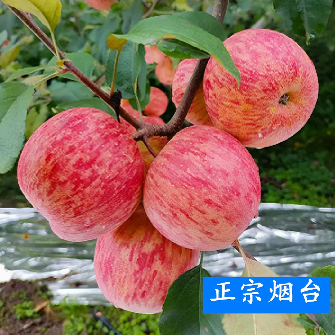 烟台红富士苹果5斤、10包邮农产品食用新鲜水果正宗栖霞苹果营养