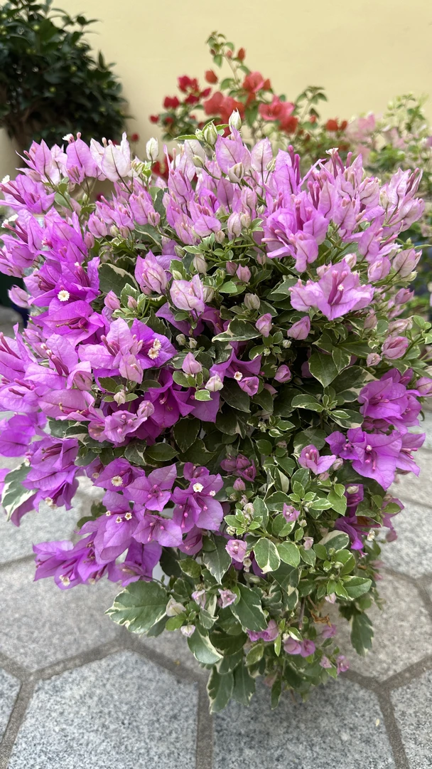 严选冰淇淋一物一拍三角梅盆栽植物带花苞庭院室内绿植