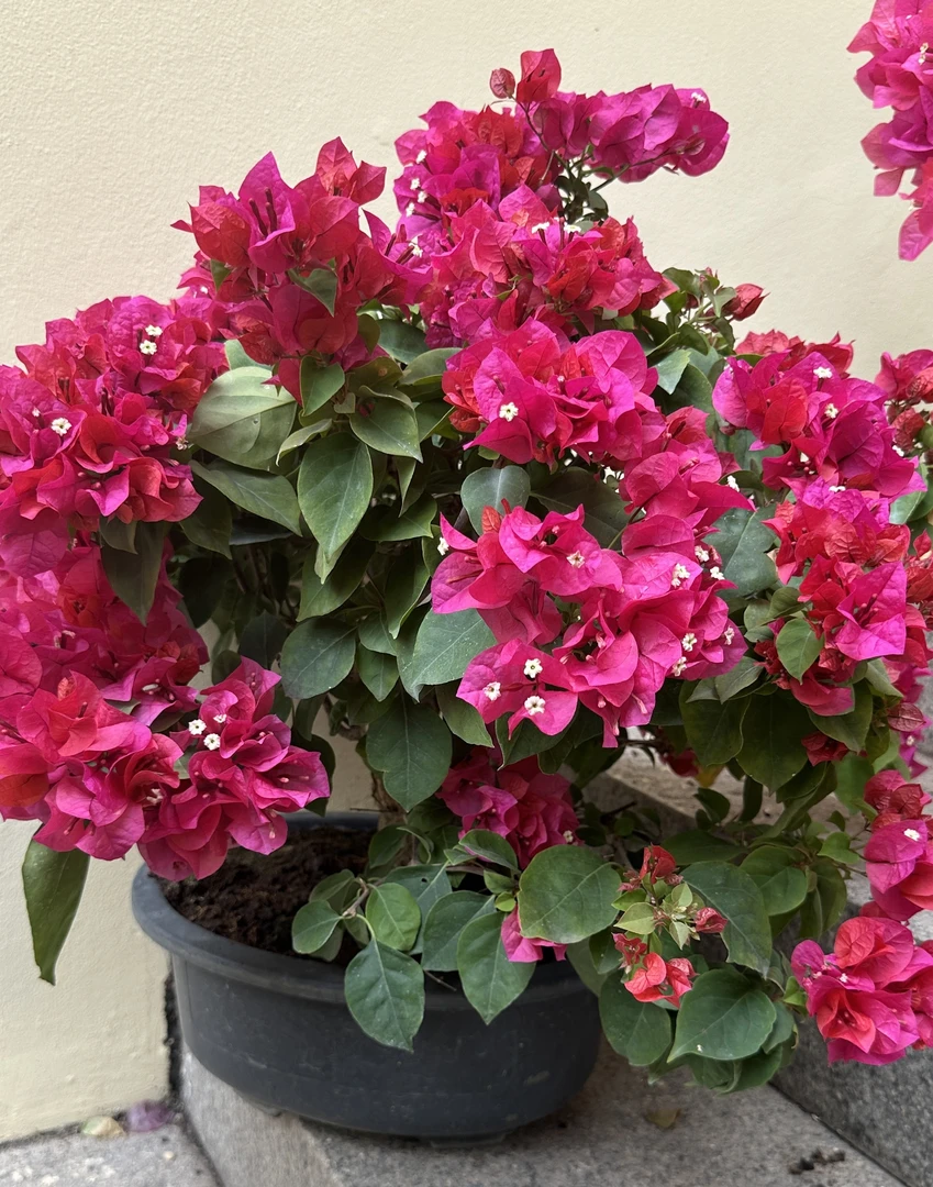 严选巴特夫人一物一拍三角梅盆栽植物带花苞庭院室内绿植