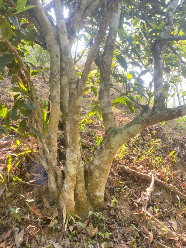 普洱茶生茶2025年南糯山半坡老寨单株200g上等生普洱