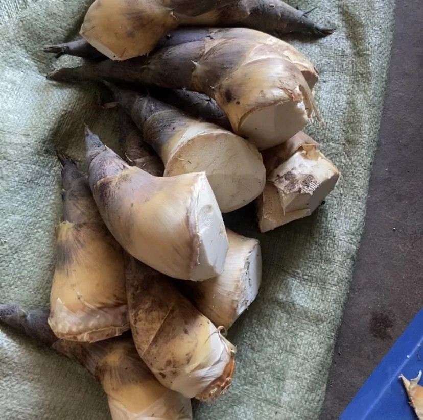 四川菜肴野生苦竹笋鲜嫩春笋竹笋新鲜现挖野生苦笋食用美味苦竹笋