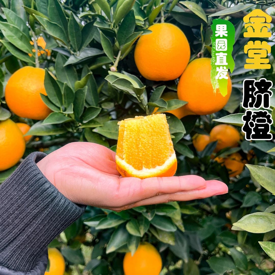 农家自种四川金堂脐橙高山橙子现摘不打蜡当季新鲜橙子果园直发
