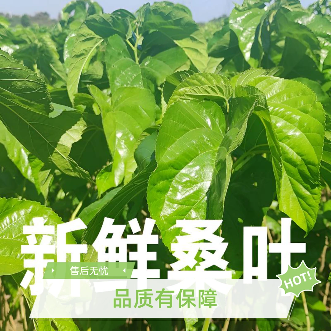 新鲜桑叶养蚕宝宝农家自种桑叶现摘现发养蚕新鲜桑叶小蚕嫩桑叶