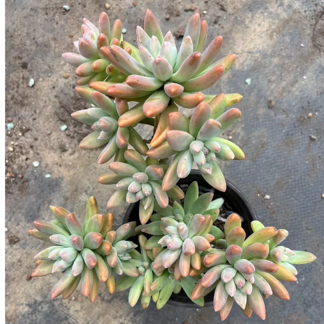 果冻秋丽 15包邮 多肉植物 新手皮实好养好活