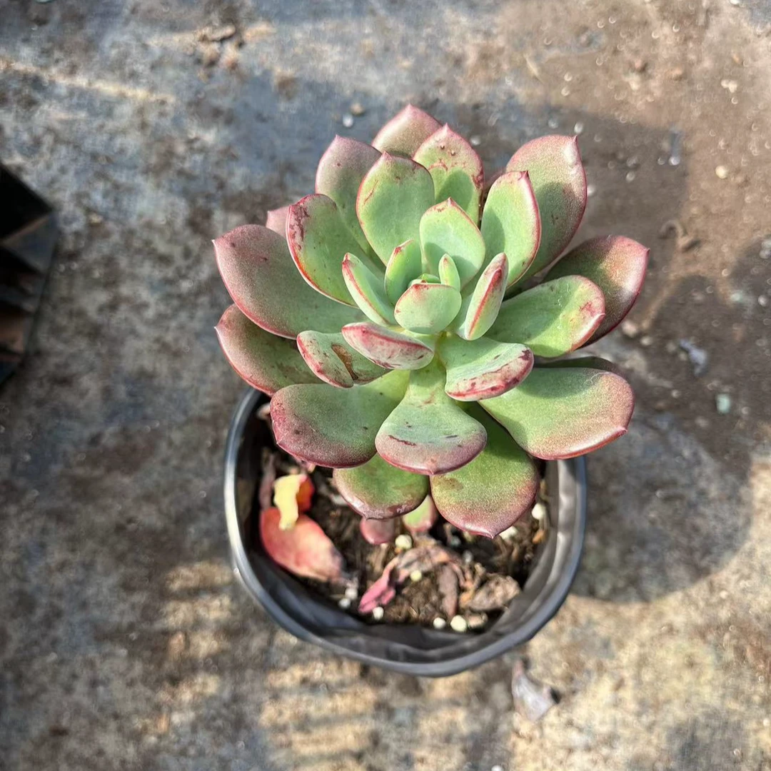 玉蛟龙 15包邮 多肉植物 新手皮实好养好活